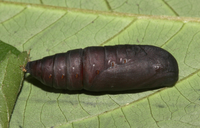 Figura 6. Pupa de <i>Bendisodes</i></i> Poole02 (Erebidae), vista lateral, localidad Sendero Cuestona Sector Pitilla ACG (640m). Voucher: 18-SRNP-31477-DHJ746396.jpg.