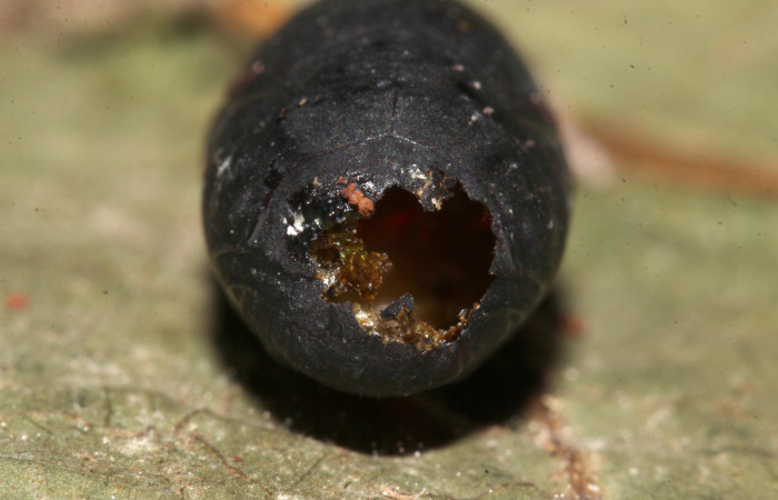 Figura 12. Restos de capullo de parásito <i>Aphanistes didii</i></i> (Ichneumonidae) que ataca <i>Bendisodes</i></i> Poole02 (Erebidae), localidad Sendero Cuestona Sector Pitilla ACG (640m). Voucher: 18-SRNP-31482-DHJ747392.jpg.