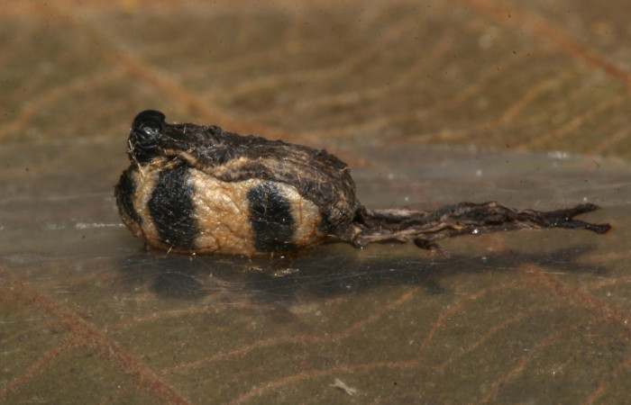 Figura 11. Capullo de parásito <i>Hyposoter</i></i> Janzen5302 (Ichneumonidae) que ataca <i>Bendisodes</i></i> Poole02 (Erebidae), localidad Sendero Laguna Sector Pitilla ACG (680m). Voucher: 18-SRNP-31507-DHJ746408.jpg.