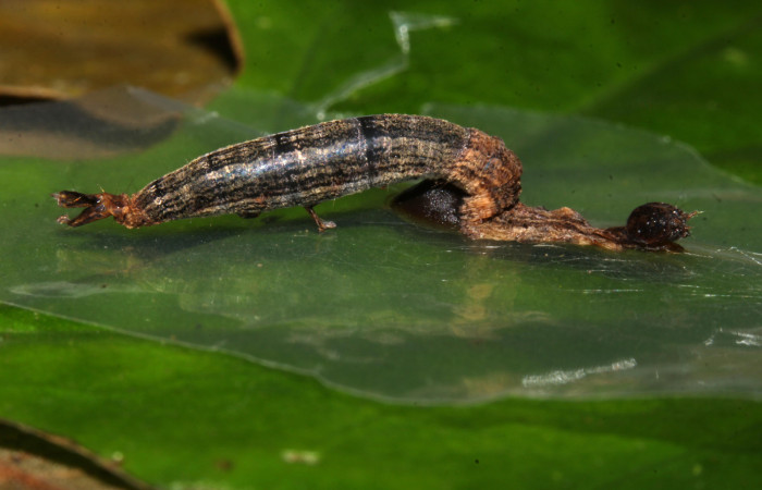 Figura 13. Capullo de parásito <i>Aleiodes henryhowdeni</i></i> (Braconidae) que ataca <i>Bendisodes</i></i> Poole02 (Erebidae), localidad Estación Biológica Pitilla Sector Pitilla ACG (675m). Voucher: 18-SRNP-31509-DHJ746335.jpg.