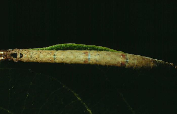Figura 15. Larva <i>Bendisodes aeolia</i></i> (Erebidae), último estadío (U) vista dorsal, localidad Bosque San Emilio Sector Santa Rosa ACG (300m). Voucher: 91-SRNP-1174-DHJ14288.jpg.
