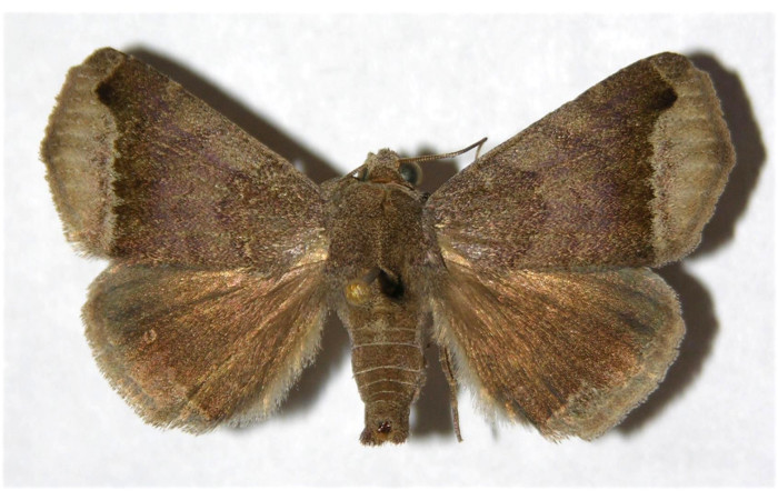 Figura 17. Adulto de <i>Bendisodes aeolia</i></i> (Erebidae), vista dorsal, localidad Area Administrativa Sector Santa Rosa ACG (295m). Voucher: 93-SRNP-2991-DHJ320214.jpg.