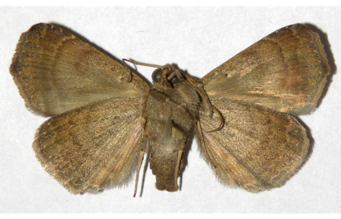 Figura 18. Adulto de <i>Bendisodes aeolia</i></i> (Erebidae), vista ventral, localidad Area Administrativa Sector Santa Rosa ACG (295m). Voucher: 93-SRNP-2991-DHJ320215.jpg.