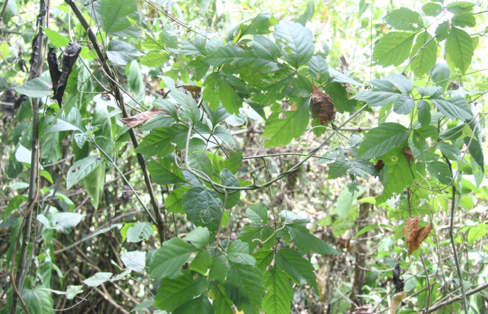 Figura 19. Planta hospedera de <i>Bendisodes</i></i> Poole02 (Erebidae), esta planta se llama <i>Serjania schiedeana</i></i> (Sapindaceae), localidad Estación Biológica Quica, Sector Pitilla ACG (470m), foto: Ricardo Calero 30 Mayo 2023.