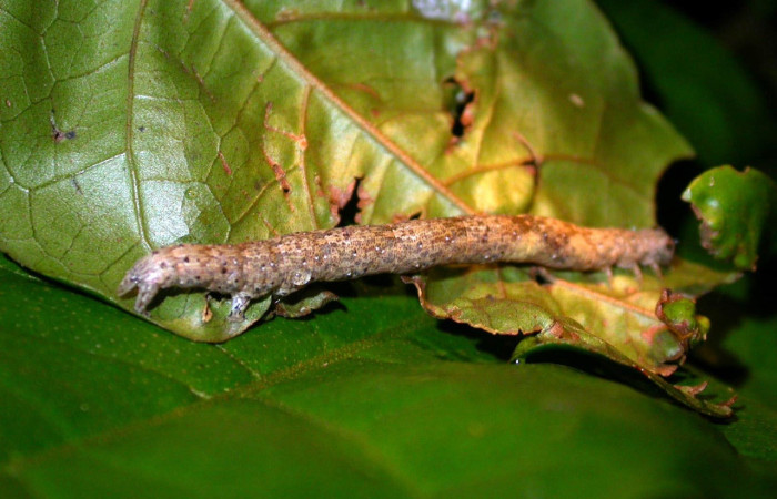 Figura 14. Larva <i>Epidromia pannosa</i></i> (Erebidae), en último estadío (U), vista lateral, localidad Quebrada Salazar Sector Del Oro ACG (560m). Voucher: 05-SRNP-22923-DHJ403695.jpg
