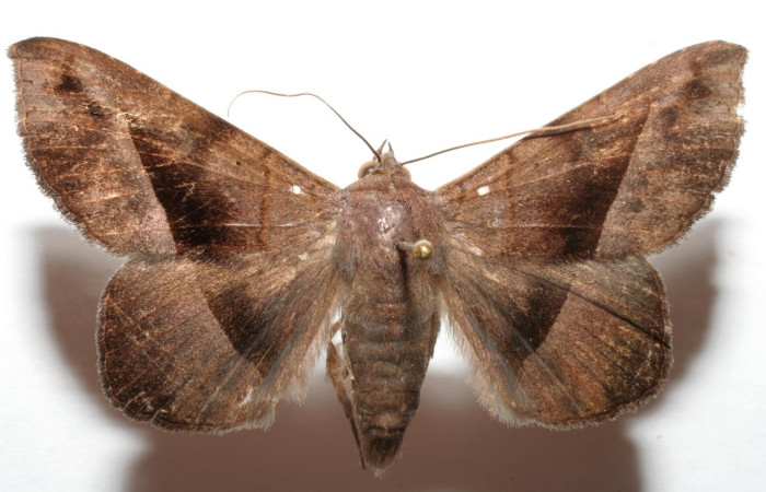 Figura 1. Adulto <i>Epidromia linearis</i></i> (Erebidae), vista ventral , Adulto BioLep, Area de Conservación Guanacaste  ACG  Voucher: 06-SRNP-105222-DHJ605222.jpg.