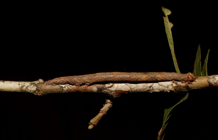 Figura 13. Larva <i>Epidromia pannosa</i></i> (Erebidae), en último estadío (U), vista lateral, localidad Sendero Carica Sector Pitilla ACG (660m). Voucher: 11-SRNP-32094-DHJ494710.jpg
