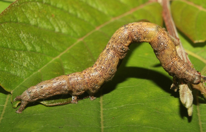 Figura 5. Larva <i>Epidromia linearis</i></i> (Erebidae), en último estadío (U), vista lateral, localidad Medrano, Sector Pitilla ACG (380m). Voucher: 19-SRNP-70912-DHJ751413.jpg
