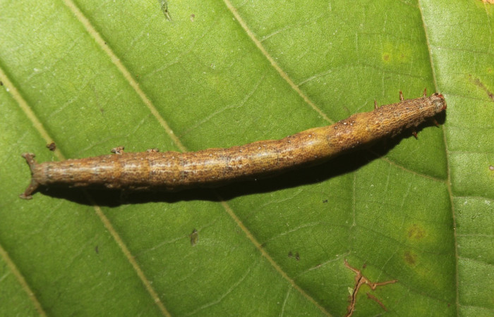 Figura 6. Larva <i>Epidromia linearis</i></i> (Erebidae), en último estadío (U), vista dorsal, localidad Medrano, Sector Pitilla ACG (380m). Voucher: 19-SRNP-70912-DHJ751419.jpg
