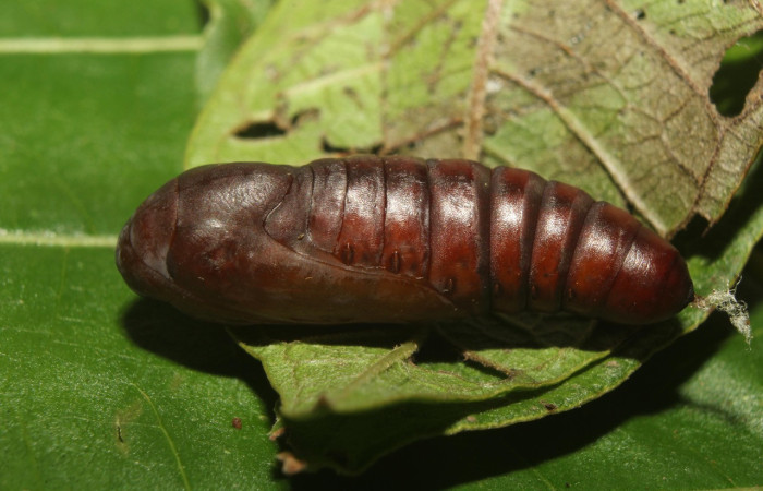Figura 8. Pupa de <i>Epidromia linearis</i></i> (Erebidae), vista lateral, localidad Medrano, Sector Pitilla ACG (380m). Voucher:19-SRNP-70912-DHJ751672.jpg.