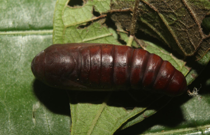 Figura 7. Pupa de <i>Epidromia linearis</i></i> (Erebidae), vista dorsal, localidad Medrano, Sector Pitilla ACG (380m). Voucher:19-SRNP-70912-DHJ751673.jpg.