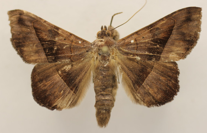 Figura 9. Adulto de <i>Epidromia linearis</i></i> (Erebidae), macho vista dorsal, localidad Medrano, Sector Pitilla ACG (380m). Voucher: 19-SRNP-70912-DHJ954258.jpg.