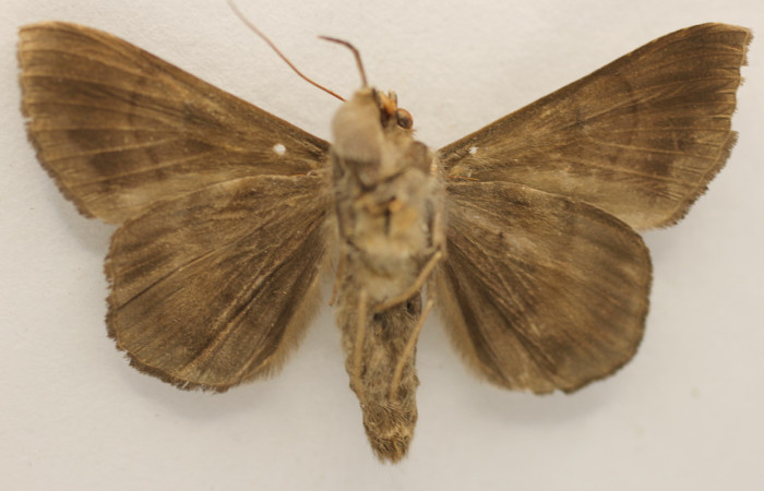 Figura 10. Adulto de <i>Epidromia linearis</i></i> (Erebidae), macho vista ventral, localidad Medrano, Sector Pitilla ACG (380m)). Voucher: 19-SRNP-70912-DHJ954259.jpg.