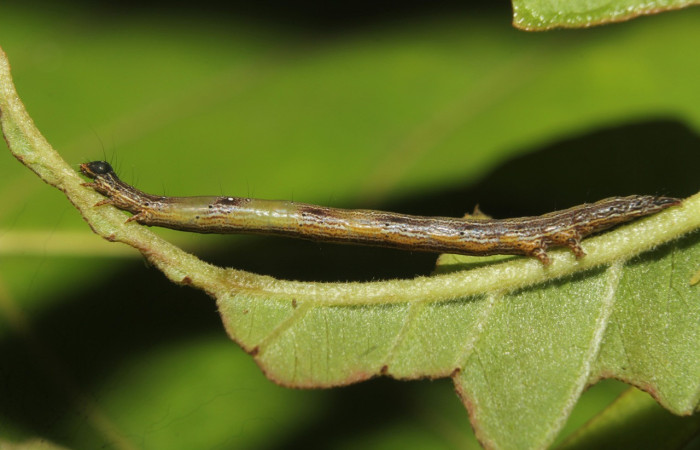 Figura 2. Larva <i>Epidromia linearis</i></i> (Erebidae), en penúltimo estadío (PU), vista lateral, localidad Medrano, Sector Pitilla ACG (380m). Voucher: 19-SRNP-70913-DHJ751420.jpg.
