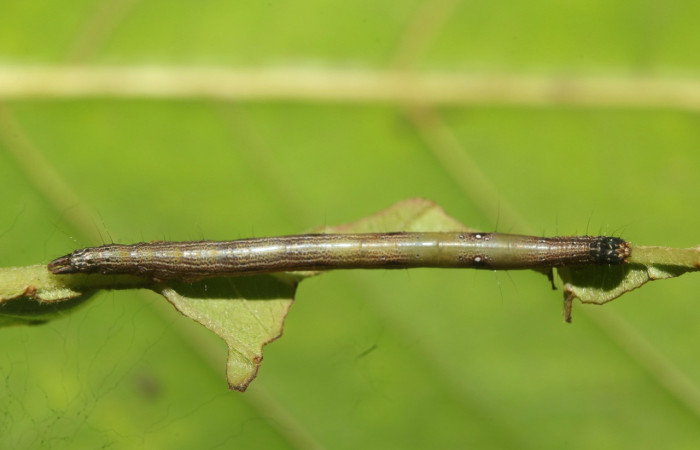 Figura 3. Larva <i>Epidromia linearis</i></i> (Erebidae), en penúltimo estadío (PU), vista dorsal, localidad Medrano, Sector Pitilla ACG (380m). Voucher: 19-SRNP-70913-DHJ751421.jpg.
