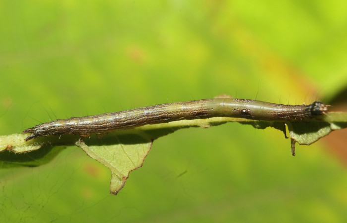 Figura 4 Larva <i>Epidromia linearis</i></i> (Erebidae), en penúltimo estadío (PU), vista lateral, localidad Medrano, Sector Pitilla ACG (380m). Voucher: 19-SRNP-70913-DHJ751424.jpg.
