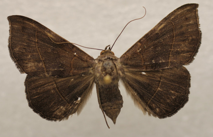 Figura 11. Adulto de <i>Epidromia linearis</i></i> (Erebidae), hembra vista dorsal, localidad Medrano, Sector Pitilla ACG (380m). Voucher: 19-SRNP-70913-DHJ951672.jpg.