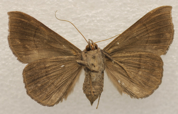 Figura 12. Adulto de <i>Epidromia linearis</i></i> (Erebidae), hembra vista ventral, localidad Medrano, Sector Pitilla ACG (380m). Voucher: 19-SRNP-70913-DHJ951673.jpg.