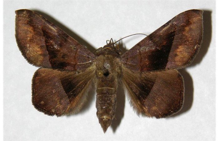 Figura 15. Adulto de <i>Epidromia pannosa</i></i> (Erebidae), macho vista dorsal, localidad Cafetal, Sector Santa Rosa ACG (280m). Voucher: 96-SRNP-5702-DHJ316020.jpg.