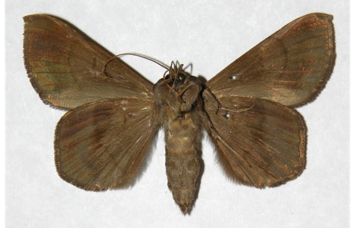 Figura 16. Adulto de <i>Epidromia pannosa</i></i> (Erebidae), macho vista ventral, localidad Cafetal, Sector Santa Rosa ACG (280m). Voucher: 96-SRNP-5702-DHJ316021.jpg.