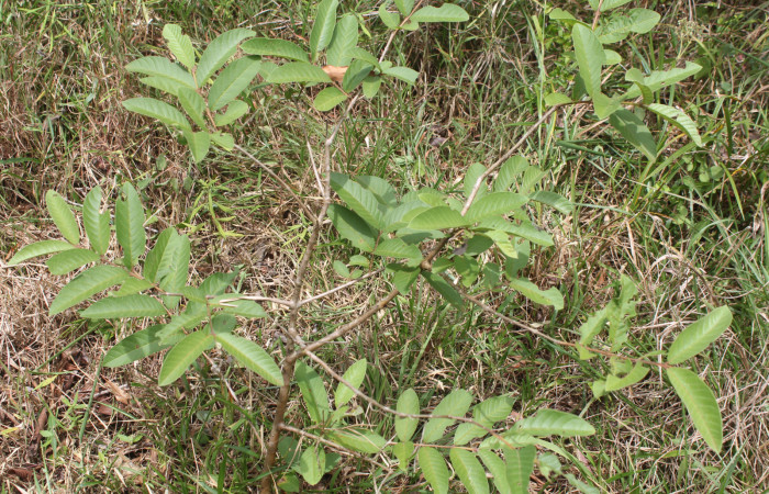 Figura 19. Planta hospedera de larva <i>Epidromia linearis</i></i> (Erebidae), esta planta se llama <i>Psidium guajava</i></i> (Myrtaceae), localidad Medrano, Estación Biológica Quica Sector Pitilla ACG (380m), foto: Ricardo Calero, 01 Junio 2023.