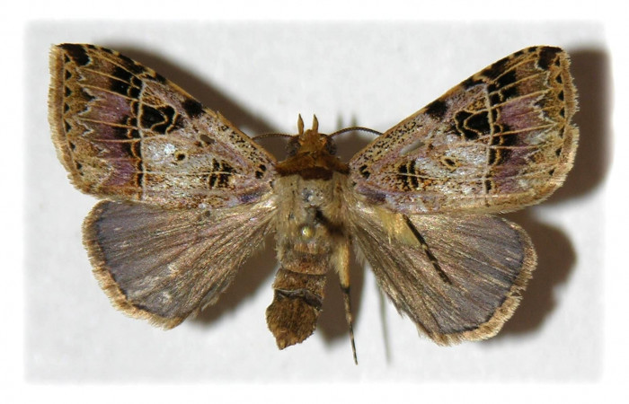 Figura 1. Adulto de <i>Deinopa signiplena</i></i> (Erebidae), (Hembra), vista dorsal.(05-SRNP-3151-DHJ314458.jpg).