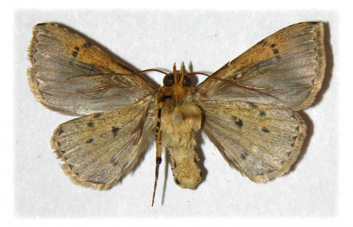 Figura 3. Adulto de <i>Deinopa signiplena</i></i> (Erebidae), (Macho), vista ventral.(05-SRNP-3151-DHJ314459.jpg).