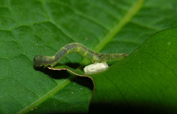 Figura. 8 Parásito <i>Diolcogaster</i></i> Choi78 de <i>Deinopa signiplena</i></i> (Erebidae), posición lateral Sector Rincon Rain Forest, Estación Pitilla (elevación 640 metros). 24 Mayo 2006. (05-SRNP-31619-DHJ404219.jpg).
