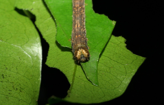 Figura 7. Larva en último estadio <i>Deinopa signiplena</i></i> (Erebidae), posición cabeza, alimentándose en <i>Swartzia costaricenses</i></i> (Fabaceae).Sector Pitilla, Sendero Mismo, (elevación 680 metros). 19 Julio 2006. (06-SRNP-32818-DHJ415940.jpg).