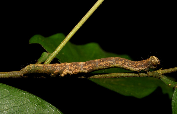 Figura 6. Larva en último estadio<i>Deinopa signiplena</i></i> (Erebidae), posición lateral, alimentándose en <i>Swartzia costaricenses</i></i> (Fabaceae).Sector San Cristobal, Finca San Gabriel, (elevación 645 metros). 15 Mayo 2006. (06-SRNP-3758-DHJ410511.jpg).