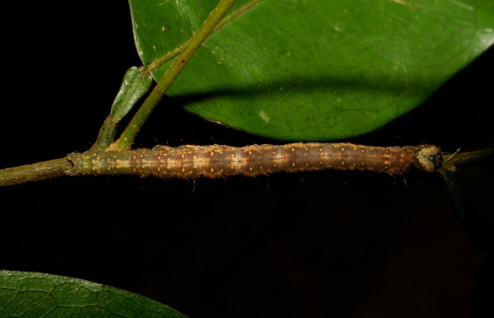 Figura 5. Larva en último estadio <i>Deinopa signiplena</i></i> (Erebidae), posición dorsal, alimentándose en <i>Swartzia costaricenses</i></i> (Fabaceae).Sector San Cristobal, Finca San Gabriel, (elevación 645 metros). 15 Mayo 2006. (06-SRNP-3758-DHJ410512.jpg).