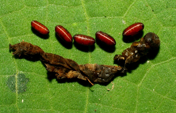 Figura. 10 Párasitos <i>Ceromya</i></i> Janzen08 (Tachinidae) de <i>Deinopa signiplena</i></i> (Erebidae), Sector Pitilla, Sendero Cuestona (elevación 640 metros). 28 Mayo 2011. (11-SRNP-31446-DHJ494245.jpg).