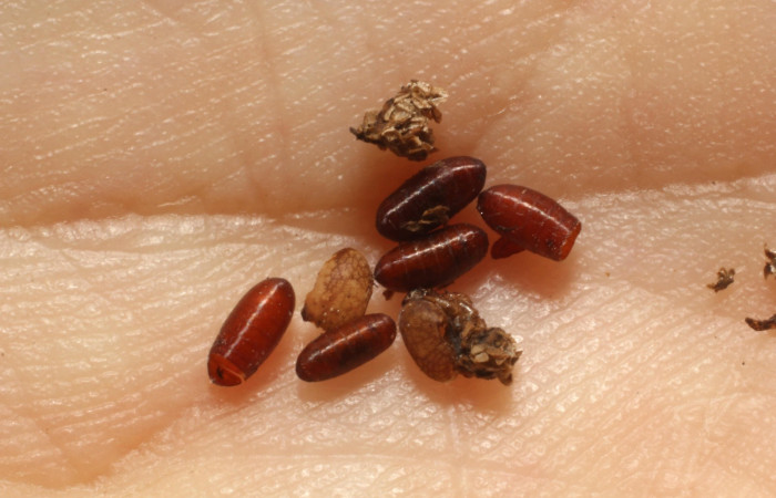 Figura. 11 Parásitos <i>Ceromya</i></i> Janzen08 (Tachinidae) de <i>Deinopa signiplena</i></i> (Erebidae), Sector Pitilla, Sendero Cuestona (elevación 640 metros). 7 Junio2011. (11-SRNP-31446-DHJ803915.jpg).