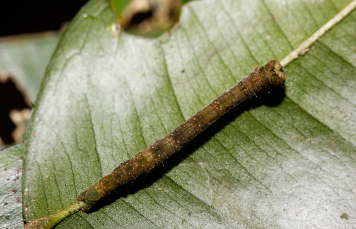 Figura 4. Larva en cuarto estadio <i>Deinopa signiplena</i></i> (Erebidae), posición dorsal, alimentándose en <i>Swartzia costaricenses</i></i> (Fabaceae).Sector Rincon Rain Forest, Estación Wege, (elevación 340 metros). 22 Setiembre 2015. (15-SRNP-26116-DHJ730051.jpg).