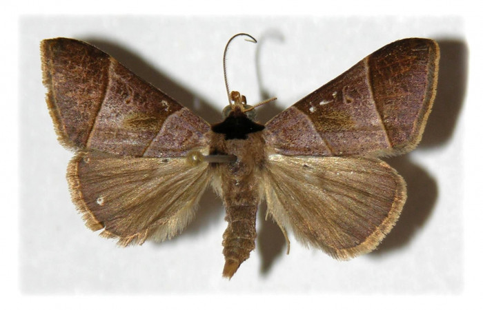 Figura 2. Adulto de <i>Deinopa signiplena</i></i> (Erebidae), (Macho), vista dorsal.(92-SRNP-3702-DHJ314406 .jpg).
