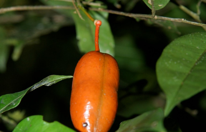 Figura 13. Planta hospedera de larva <i>Deinopa signiplena</i></i>, (Erebidae), <i>Swartzia costaricensis</i></i>, (Fabaceae), posición fruto. Foto Jorge Hernández, 9 Febrero 2008.