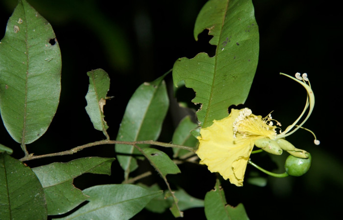 Figura 12. Planta hospedera de larva <i>Deinopa signiplena</i></i>, (Erebidae), <i>Swartzia costaricensis</i></i>, (Fabaceae), posición hojas y flor. Foto Jorge Hernández, 9 Febrero 2008.
