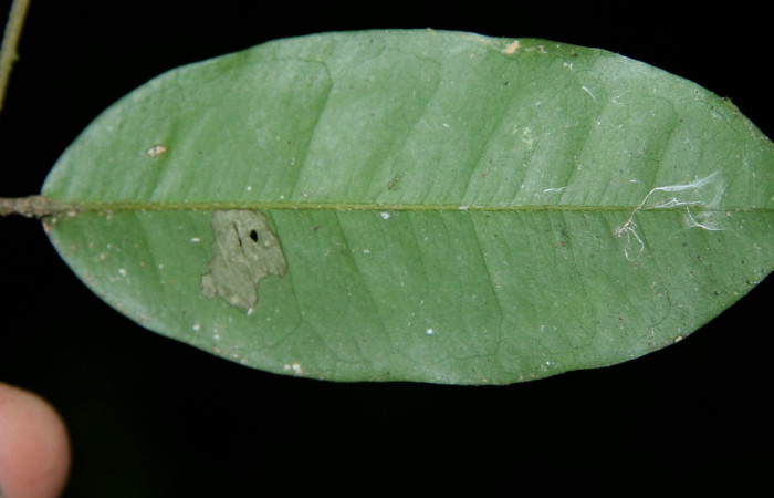 Figura 14. Planta hospedera de <i>Deinopa signiplena</i></i>, (Erebidae), <i>Swartzia costaricensis</i></i>, (Fabaceae), posición hoja. Foto Jorge Hernández, 9 Febrero 2008.
