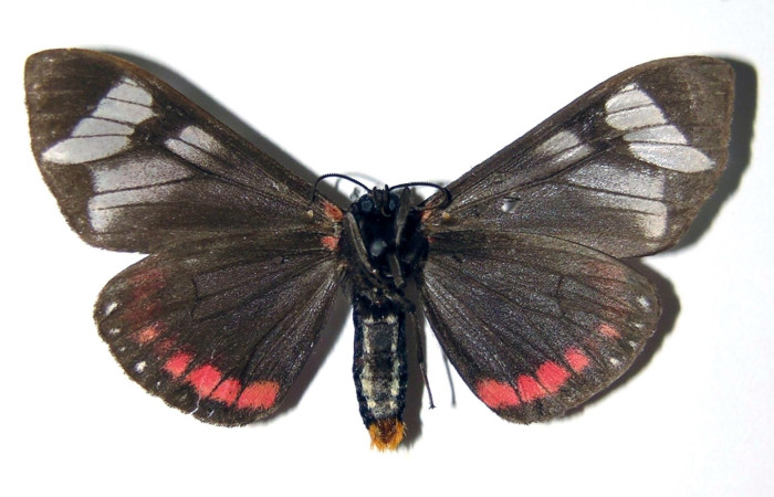 Figura 2. Adulto de <i>Dysschema leucophaea</i></i>
 (macho) vista ventral (00-SRNP-20606-DHJ94375)