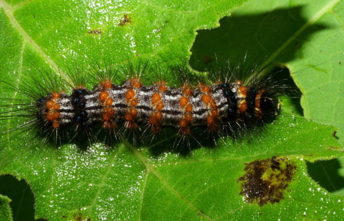 Figura 7. Larva <i>Dysschema leucophaea</i></i> vista dorsal.  (05-SRNP-70383-DHJ420677)