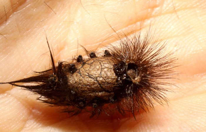 Figura 11. Detalle capullo de la familia Ichneumonidae <i>Enicospilus glabratus</i></i>, parásito que ataca a la larva de <i>Dysschema leucophaea</i></i>. Voucher: (09-SRNP-73607-DHJ470339)