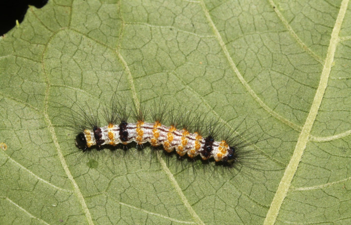 Figura 5. Larva <i>Dysschema leucophaea</i></i>
 vista dorsal. (15-SRNP-41865-DHJ724699)