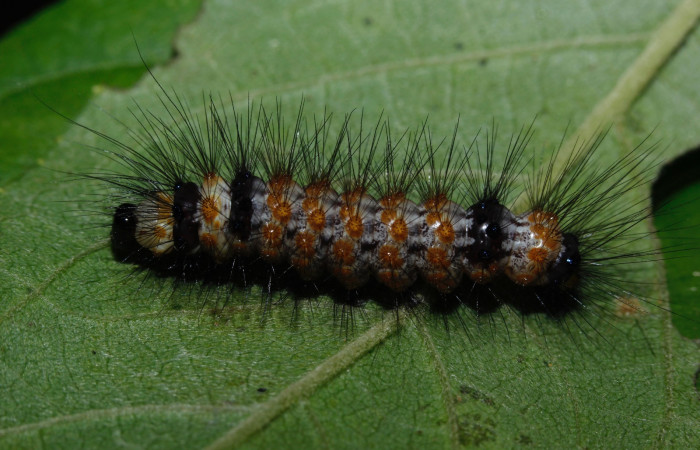 Figura 6. Larva <i>Dysschema leucophaea</i></i>
 vista dorsal. (16-SRNP-26947- DHJ730599).