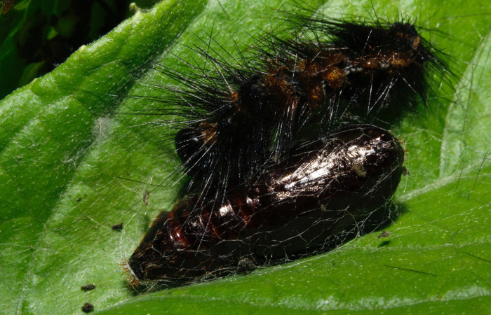 Figura 9. Pupa de <i>Dysschema leucophaea</i></i> vista lateral  (16-SRNP-26947- DHJ730636)