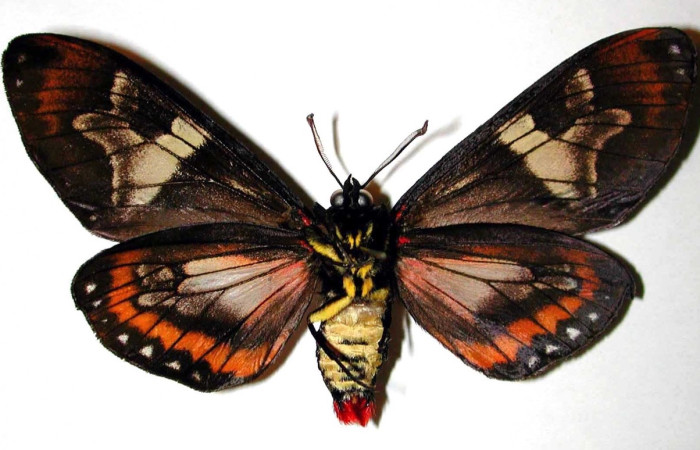 Figura 14. Adulto de <i>Dysschema magdala</i></i>
 (macho) vista ventral, 98-SRNP-2307.02-DHJ38439)