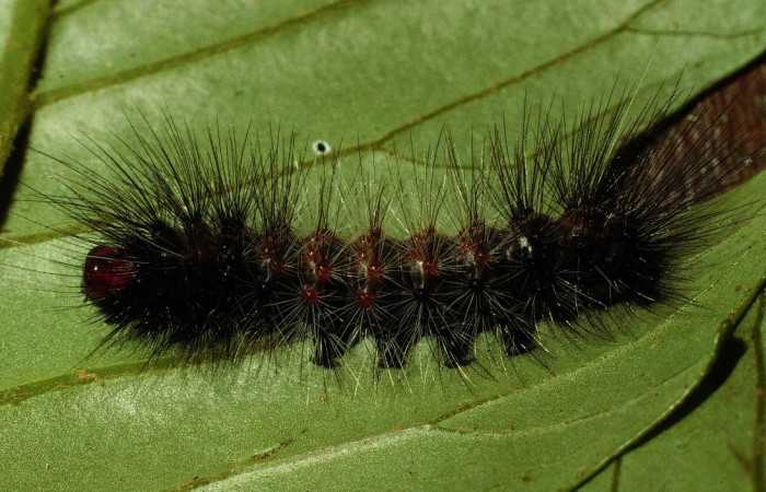 Figura 12. Larva <i>Dysschema magdala</i></i> vista dorsal. (98-SRNP-2307.07-DHJ44256.)
