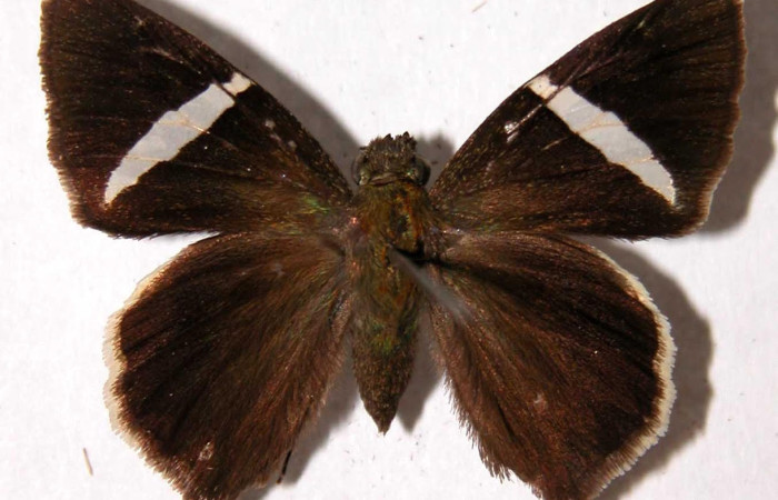 Fig.1. Adulto de <i>Cecropterus zarex</i></i>. Hembra 31mm  de longitud vista dorsal. Voucher : 95-SRNP-7760-DHJ39910.jpg.