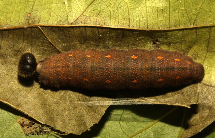 Fig.10. Larva de <i>Cecropterus zarex</i></i>. 34mm de longitud. Voucher : 16-SRNP-30241-DHJ729516.jpg. 
