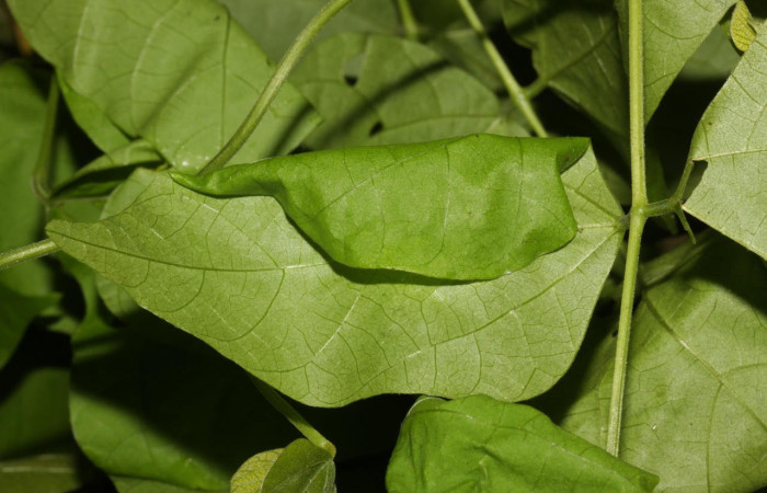 Fig.11. Mostrando casa de <i>Cecropterus</i></i>  egregiusDHJ02. Voucher : 16-SRNP-30411-DHJ729447.jpg.