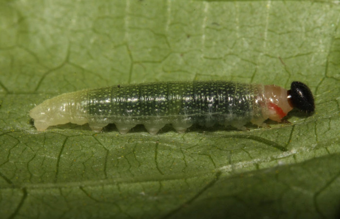Fig.12. Larva  de <i>Cecropterus</i></i>  egregiusDHJ02. Voucher : 16-SRNP-30411-DHJ729448.jpg.
